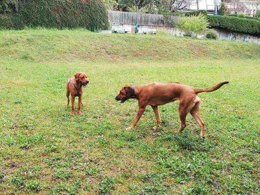 Rhodesian Ridgeback-Beitrag-Bild