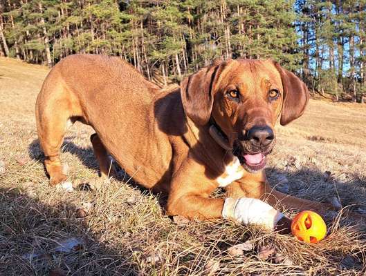 Handy Foto Challange Nr. 46  Happy Dog-Beitrag-Bild