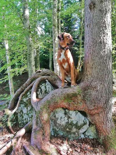 Rhodesian Ridgeback-Beitrag-Bild