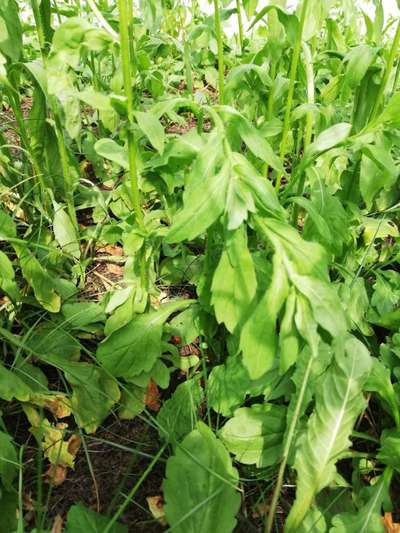 Rhodesian Ridgeback-Beitrag-Bild