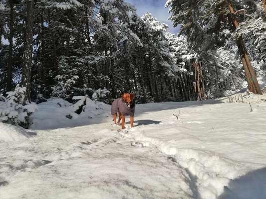 Rhodesian Ridgeback-Beitrag-Bild