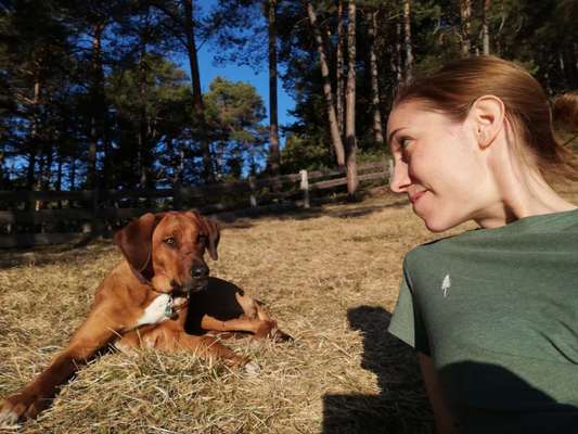 Rhodesian Ridgeback-Beitrag-Bild