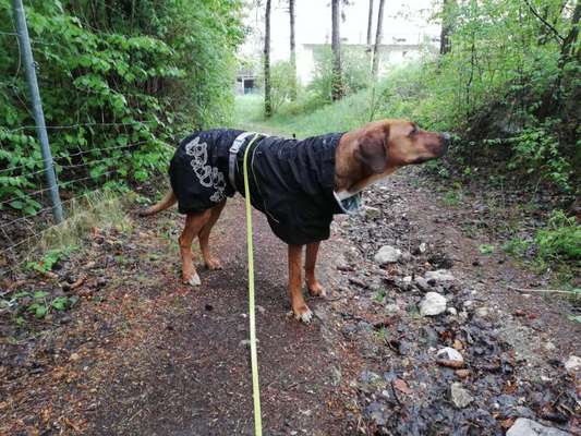 Ridgeback Ausstattung-Beitrag-Bild