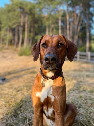 Rhodesian Ridgeback-Beitrag-Bild