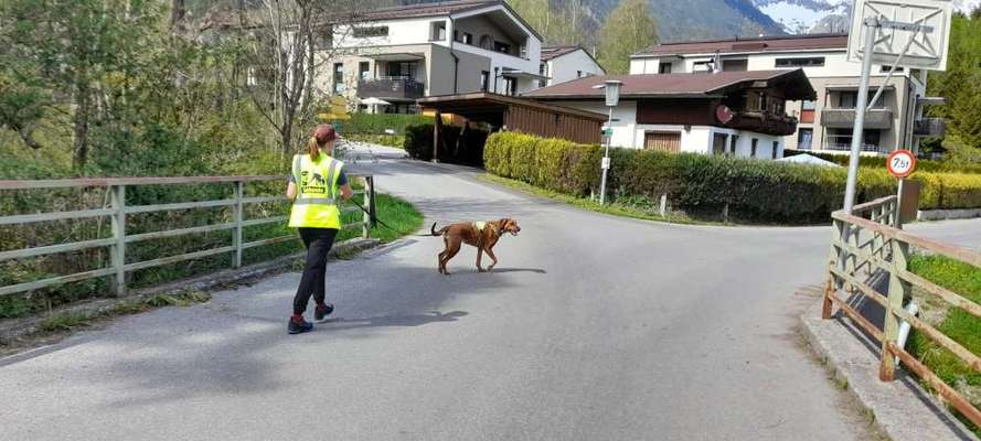 Rhodesian Ridgeback-Beitrag-Bild