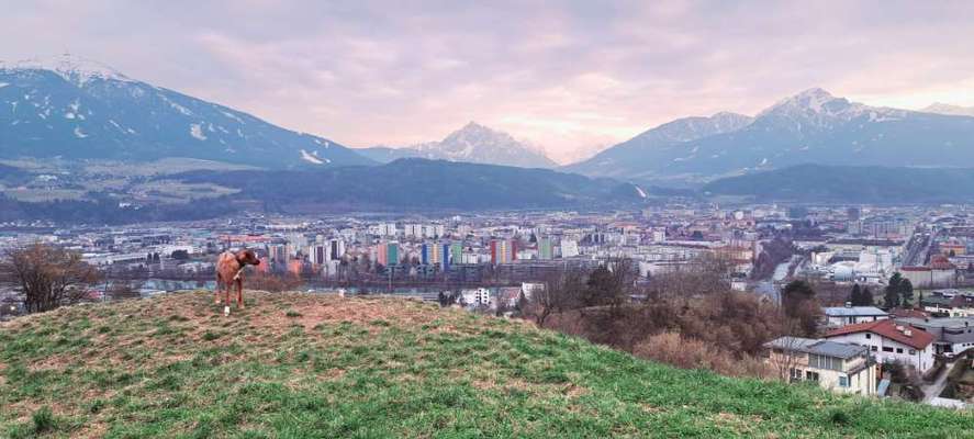 Rhodesian Ridgeback-Beitrag-Bild