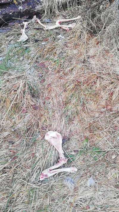 Rhodesian Ridgeback-Beitrag-Bild