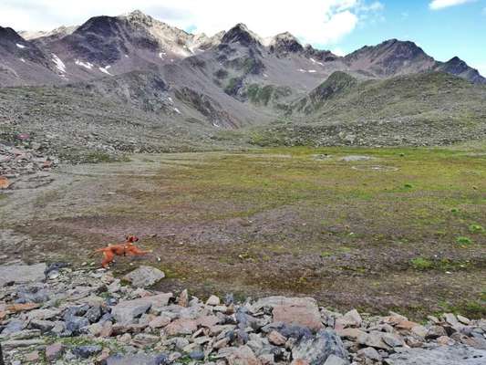 Rhodesian Ridgeback-Beitrag-Bild
