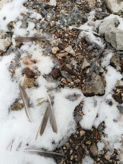 Rhodesian Ridgeback-Beitrag-Bild