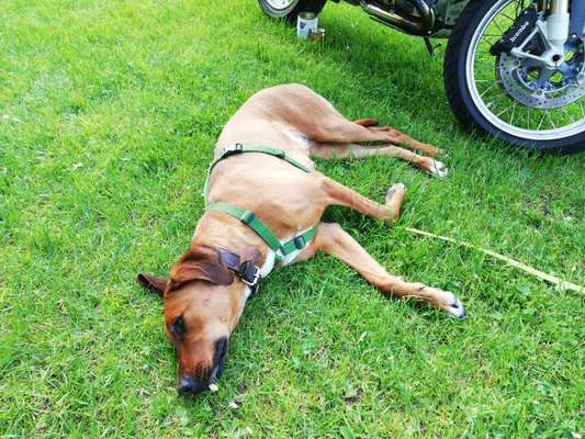 Rhodesian Ridgeback-Beitrag-Bild