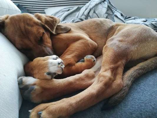 Rhodesian Ridgeback-Beitrag-Bild