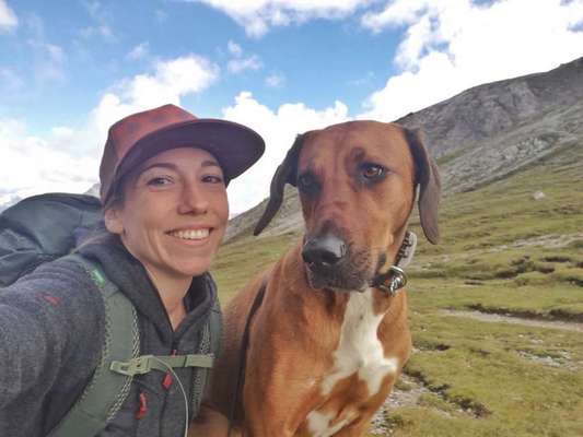 Rhodesian Ridgeback-Beitrag-Bild