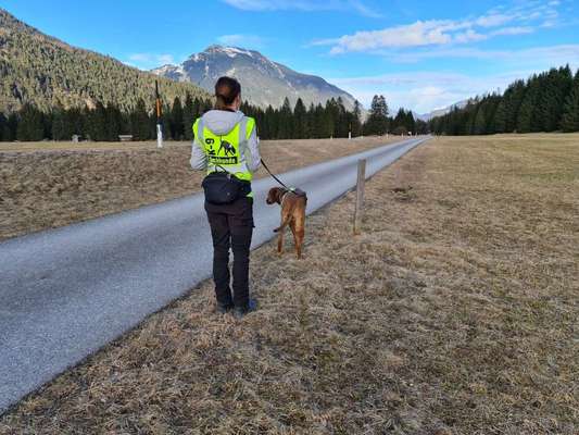 Rhodesian Ridgeback-Beitrag-Bild