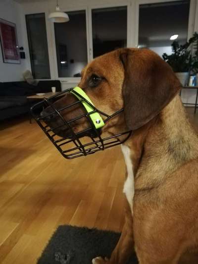 Rhodesian Ridgeback-Beitrag-Bild