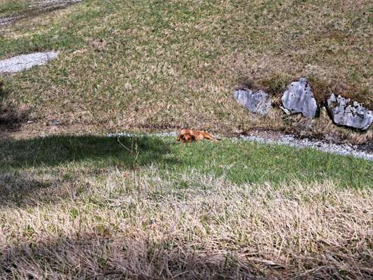 Rhodesian Ridgeback-Beitrag-Bild