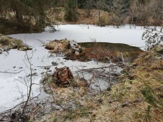 Rhodesian Ridgeback-Beitrag-Bild
