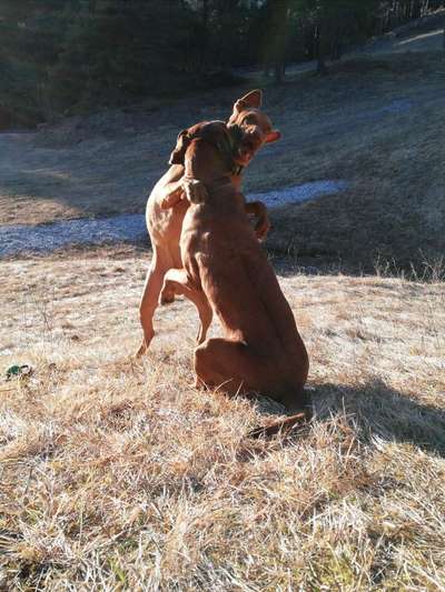 Rhodesian Ridgeback-Beitrag-Bild