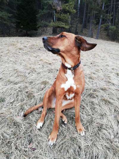 Rhodesian Ridgeback-Beitrag-Bild