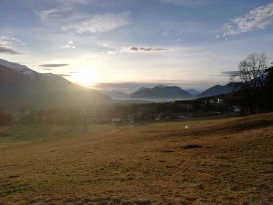 Rhodesian Ridgeback-Beitrag-Bild