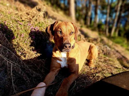 Rhodesian Ridgeback-Beitrag-Bild