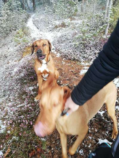 Rhodesian Ridgeback-Beitrag-Bild