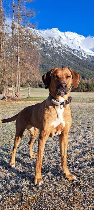 Rhodesian Ridgeback-Beitrag-Bild