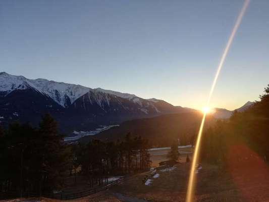 Rhodesian Ridgeback-Beitrag-Bild