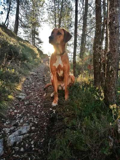 Rhodesian Ridgeback-Beitrag-Bild