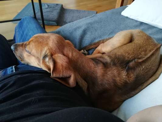 Rhodesian Ridgeback-Beitrag-Bild