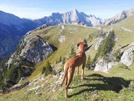 Rhodesian Ridgeback-Beitrag-Bild