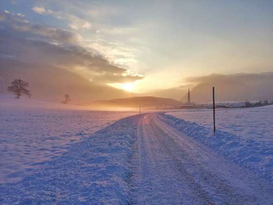 Rhodesian Ridgeback-Beitrag-Bild