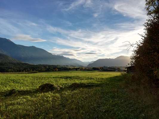Rhodesian Ridgeback-Beitrag-Bild