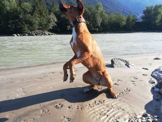Rhodesian Ridgeback-Beitrag-Bild