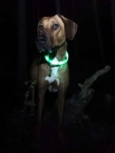 Fotochallenge Nr 55  -  Hund im November--Beitrag-Bild