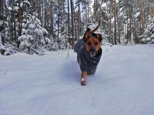 Rhodesian Ridgeback-Beitrag-Bild