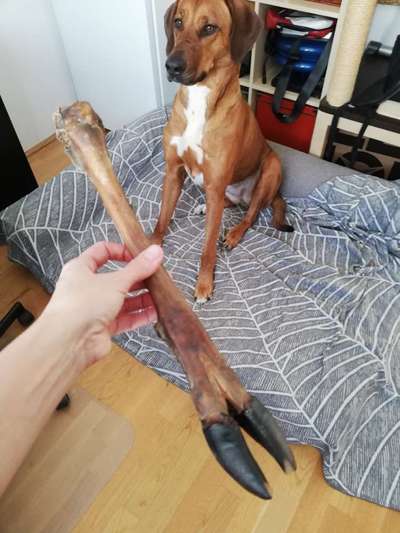 Rhodesian Ridgeback-Beitrag-Bild