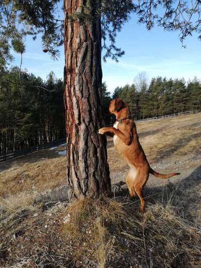 Rhodesian Ridgeback-Beitrag-Bild