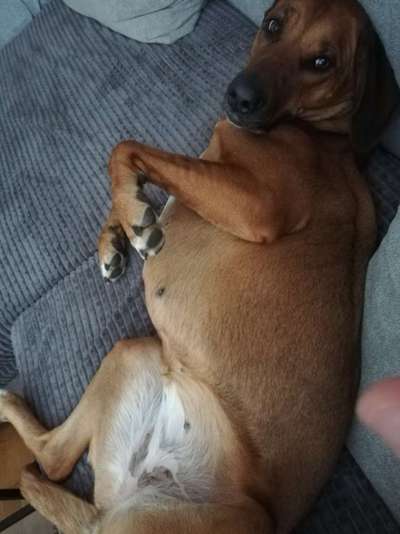 Rhodesian Ridgeback-Beitrag-Bild