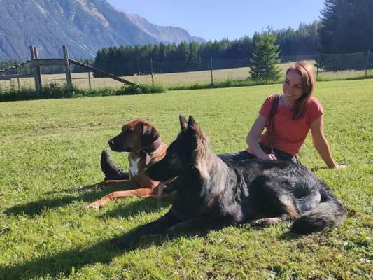 Rhodesian Ridgeback-Beitrag-Bild