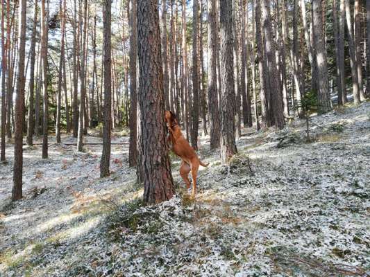 Rhodesian Ridgeback-Beitrag-Bild