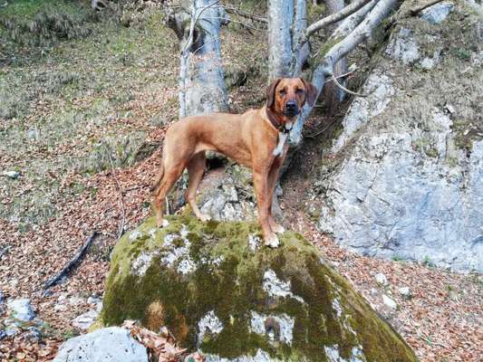Rhodesian Ridgeback-Beitrag-Bild