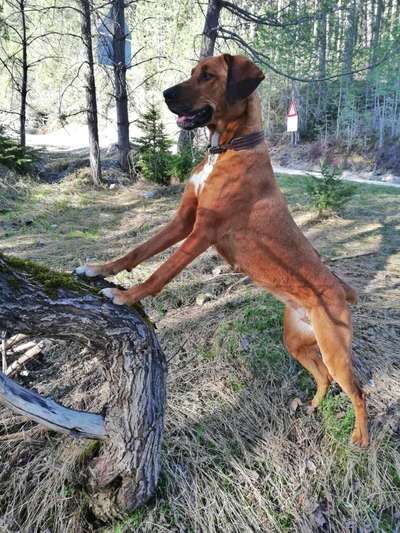 Rhodesian Ridgeback-Beitrag-Bild