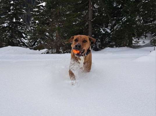 Rhodesian Ridgeback-Beitrag-Bild