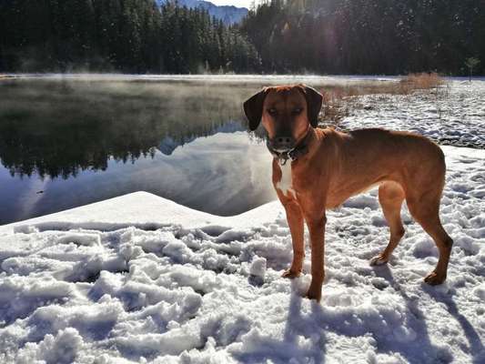 Rhodesian Ridgeback-Beitrag-Bild