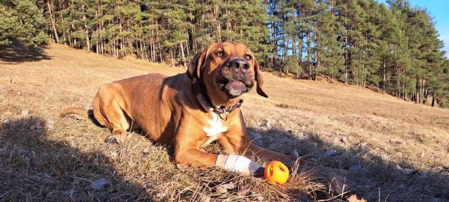 Rhodesian Ridgeback-Beitrag-Bild