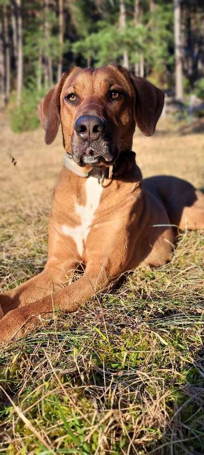 Rhodesian Ridgeback-Beitrag-Bild