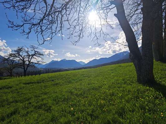 Rhodesian Ridgeback-Beitrag-Bild