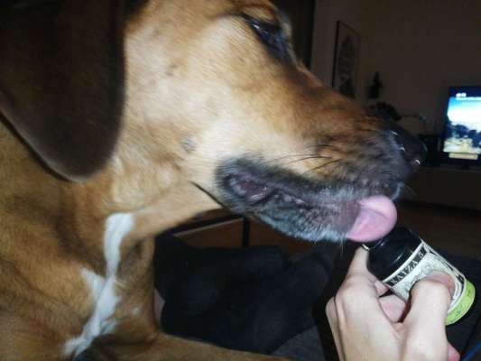 Rhodesian Ridgeback-Beitrag-Bild