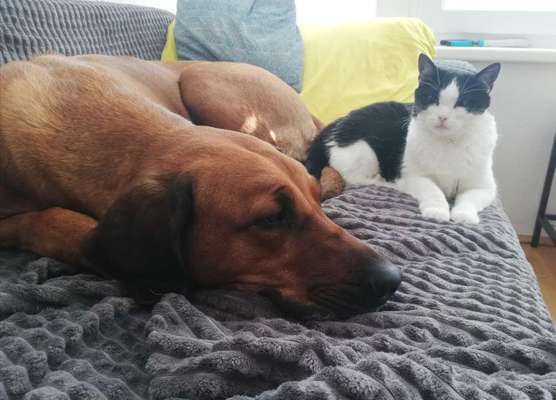 Rhodesian Ridgeback-Beitrag-Bild