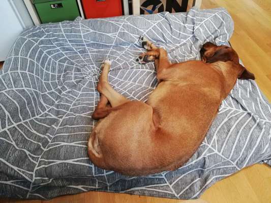 Rhodesian Ridgeback-Beitrag-Bild